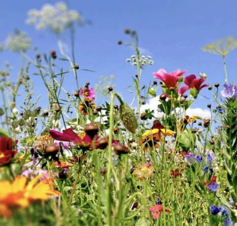 Flowers in a meadow