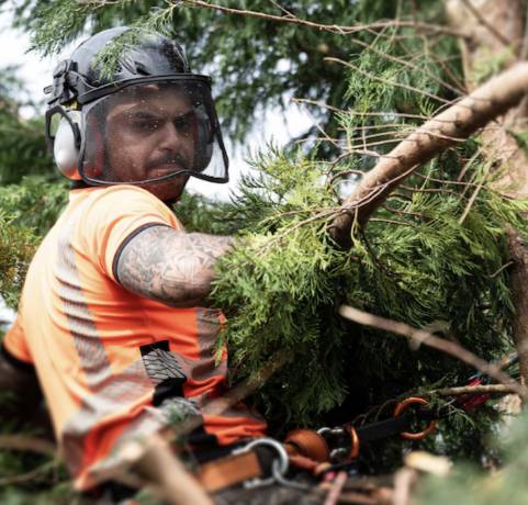 Man cutting a tree